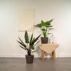 Alocasia Lauterbachiana (Elefantenohr) – Ø19 cm, 60 cm hoch