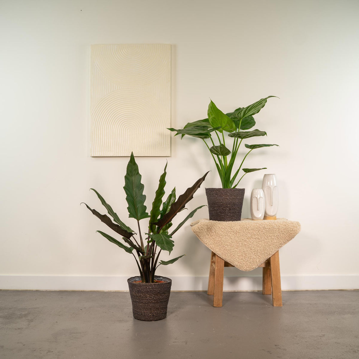 Alocasia Lauterbachiana (oreille d'éléphant) – Ø19 cm, 60 cm de haut