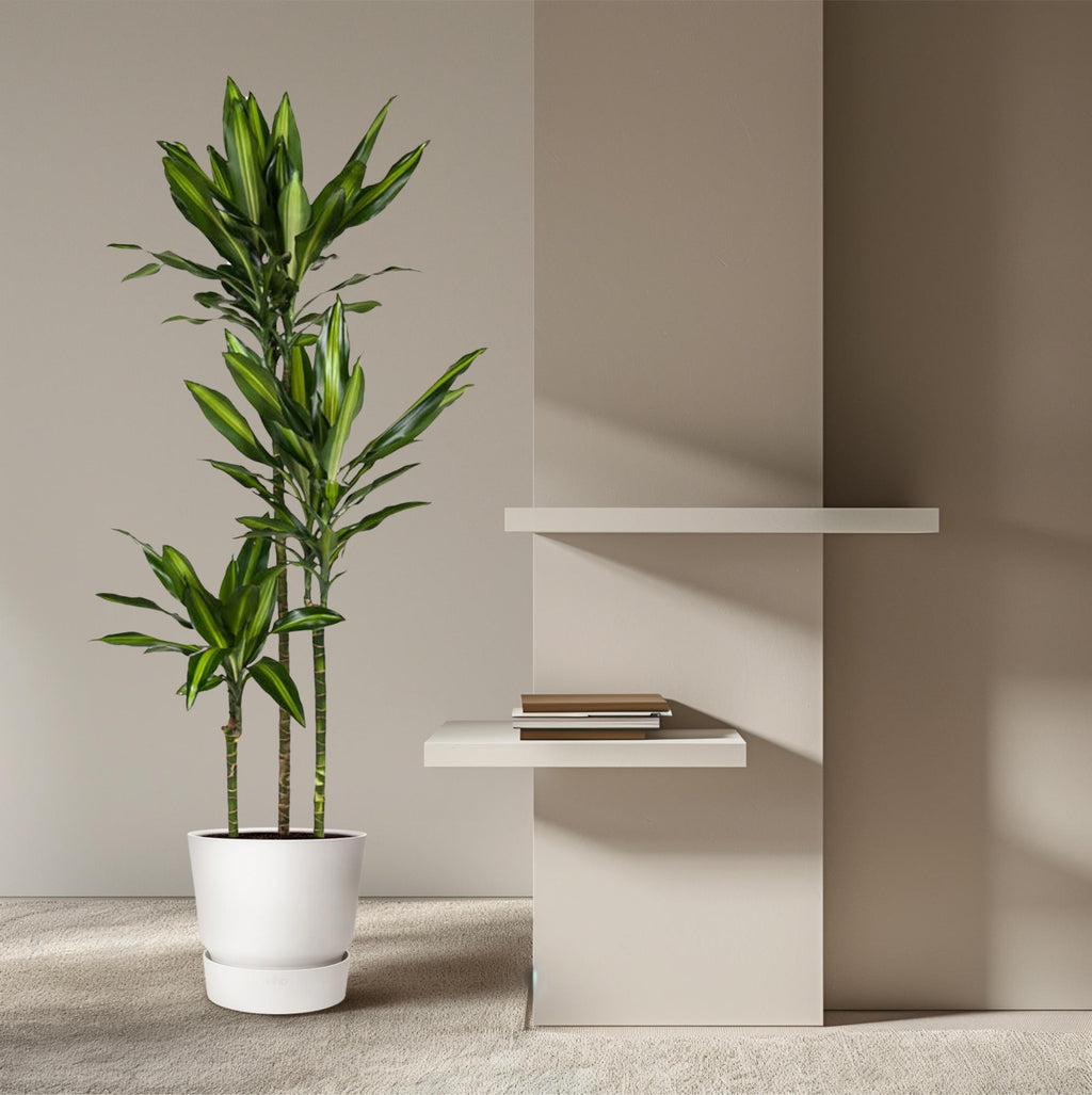 Dracaena Cintho (Drachenbaum) – Ø 24 cm, 160 cm hoch