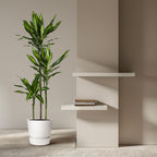 Dracaena Cintho (Drachenbaum) – Ø 24 cm, 160 cm hoch