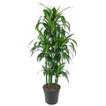 Dracaena Hawaiiana Carrousel (drakträd) – Ø31 cm, 150 cm hög