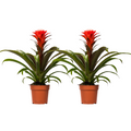 2× Guzmania Hope (Bromeliaceae) – Ø12 cm, 40 cm hög