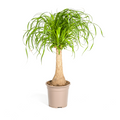 Beaucarnea recurvata Stam (elefantfod) – Ø21 cm, 60–80 cm høj