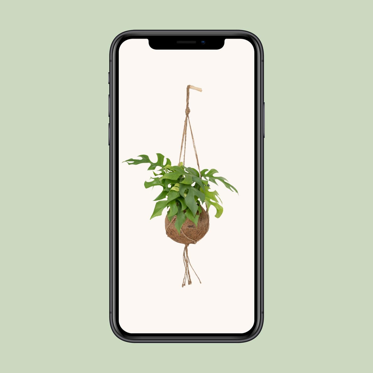 Monstera Minima Hängepflanze (Mini-Monstera) als Kokodama (Kokosfaserball) – Ø 15 cm, 25 cm hoch