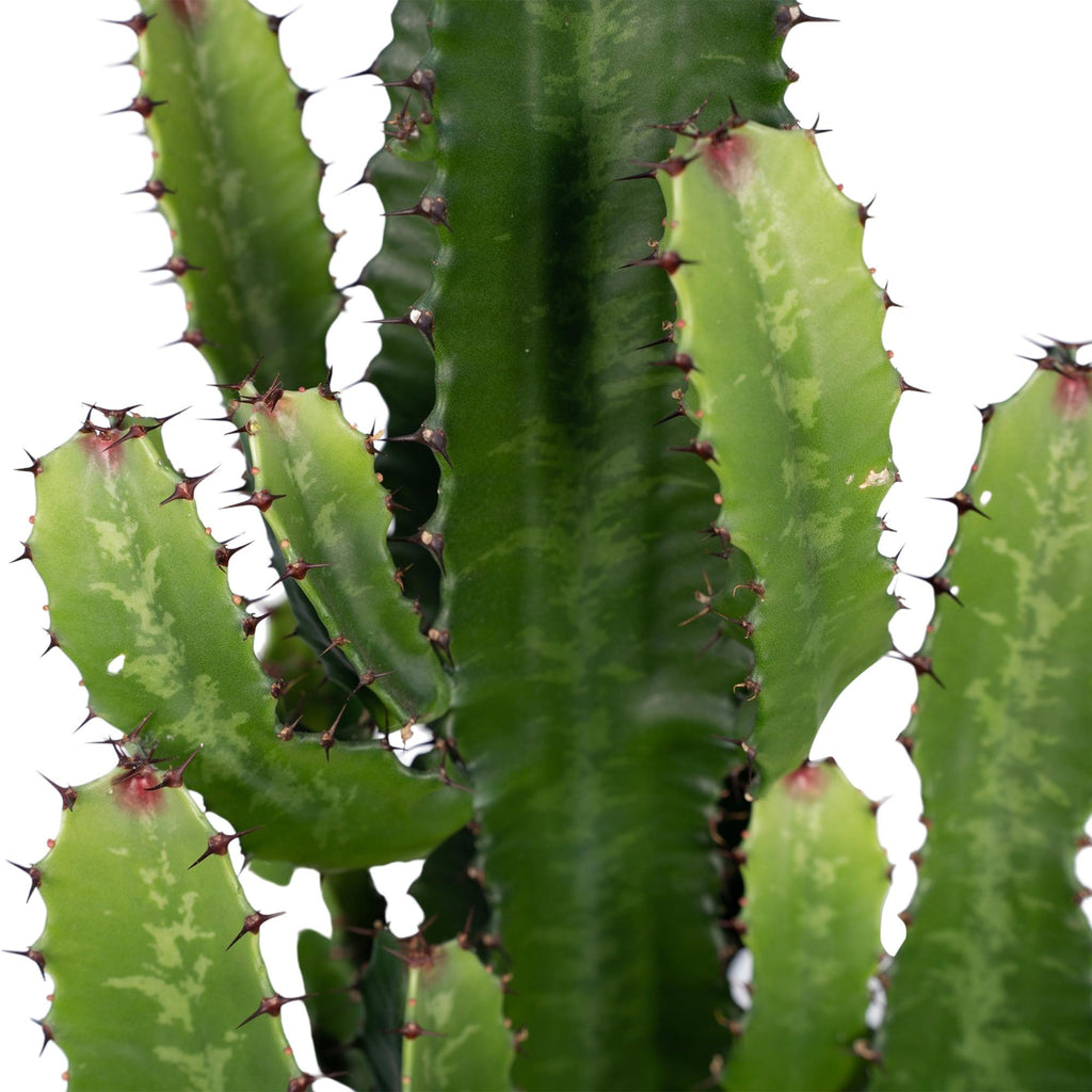 Euphorbia Acrurensis – Ø24 cm, 60 cm de haut
