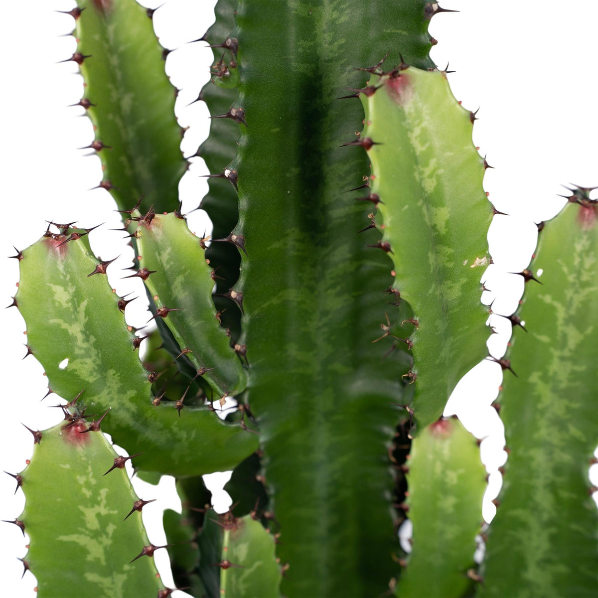 Euphorbia Acrurensis – Ø24 cm, 60 cm høj