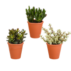 Crassula-mix (jadeplante) i terrakottakrukke – Ø9 cm, 18 cm høj