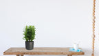 Euphorbia Trigona – Ø12 cm, 40 cm høj