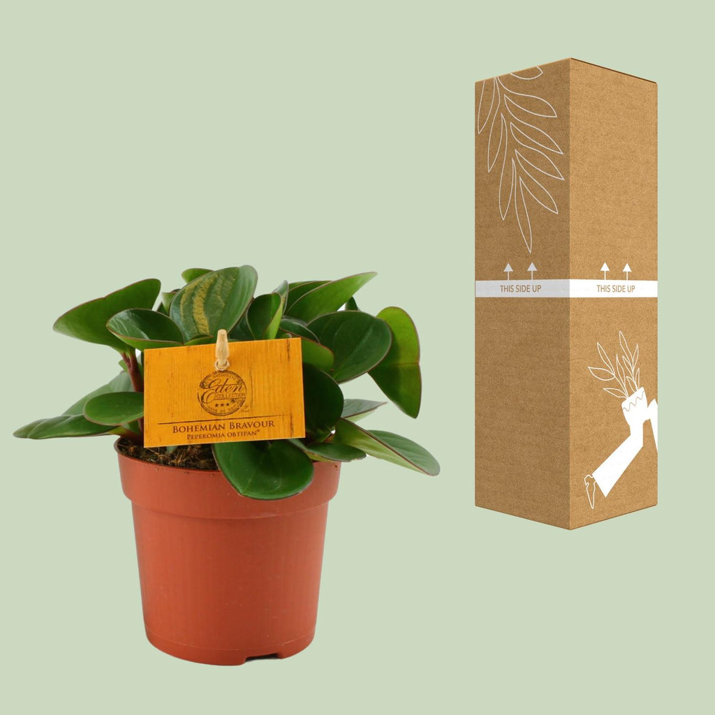 Peperomia Obtipan – Ø11 cm, 15 cm høj