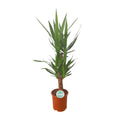 Yucca – Ø21 cm, 90 cm høj