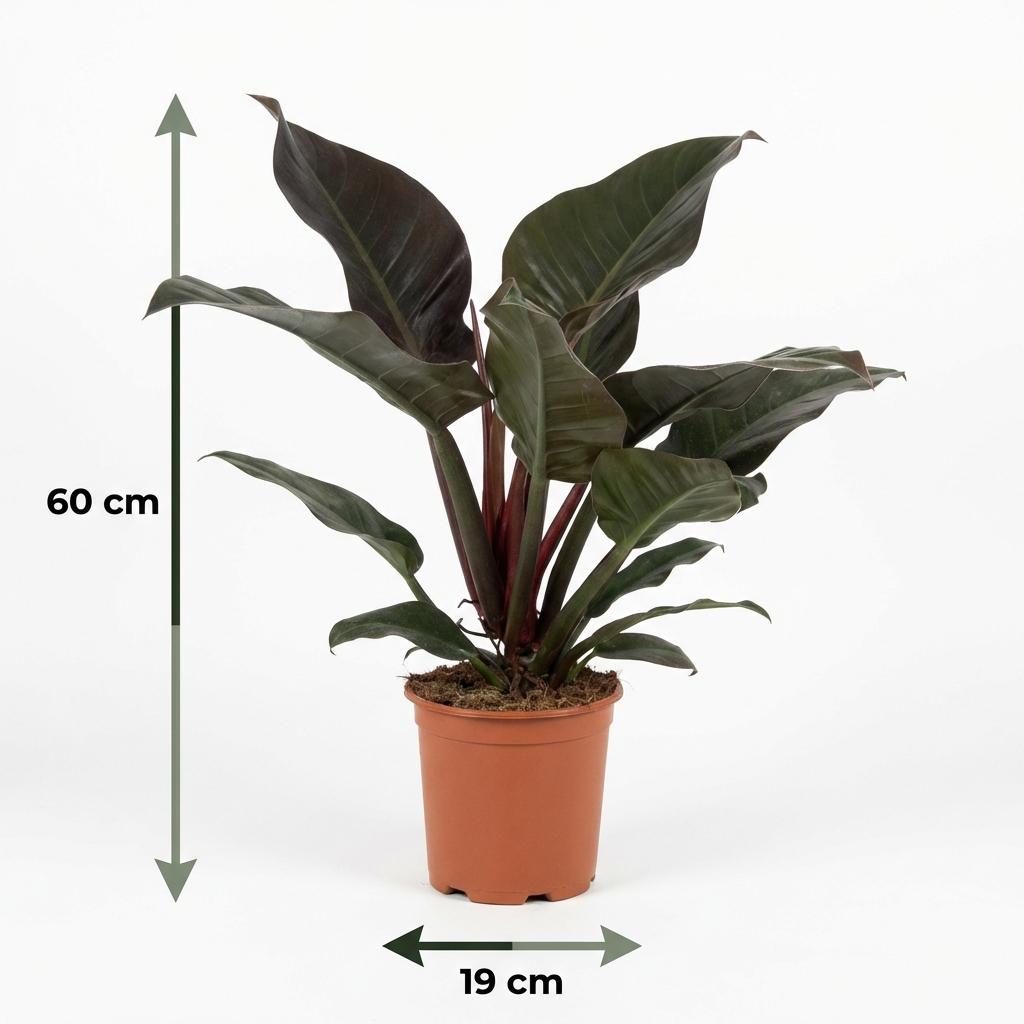Philodendron Imperial Red – Ø19 cm, 60 cm de haut