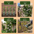 Passiflora caerulea (blauwe passiebloem) – wit-paars – 4 planten, Ø9 cm, 35 cm hoog