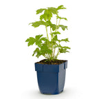 Delphinium 'Astolat' (pied-d'alouette) – rose – Ø11 cm, 15–25 cm de haut