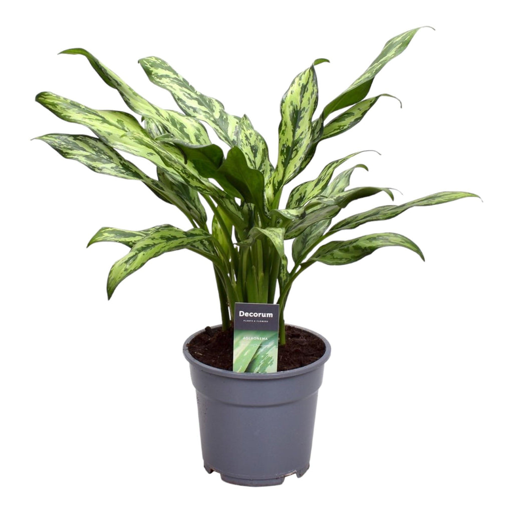 Aglaonema Juliette – Ø12 cm, 40 cm hoog