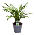 Aglaonema Juliette – Ø12 cm, 40 cm hoog