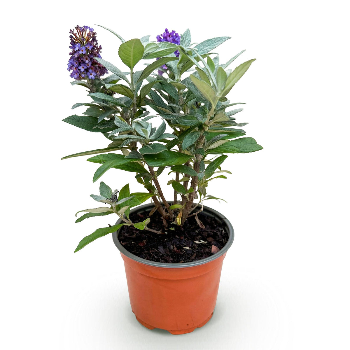 Buddleja davidii 'Butterfly Candy Little' (vlinderstruik) – lila – Ø12 cm, 20–25 cm hoog