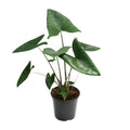 Alocasia zebrina (Zebrano-Alocasia) – Ø 21 cm, 80 cm hoch