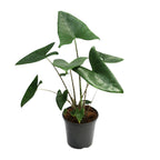 Alocasia zebrina (Zebrano-Alocasia) – Ø 21 cm, 80 cm hoch