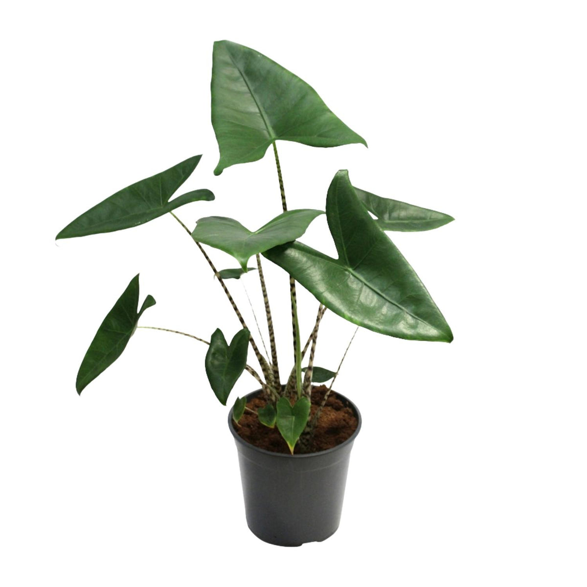 Alocasia zebrina (Zebrano-Alocasia) – Ø 21 cm, 80 cm hoch