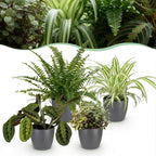 4× Callisia in Potter-sierpot grijs – Ø12 cm, 25 cm hoog