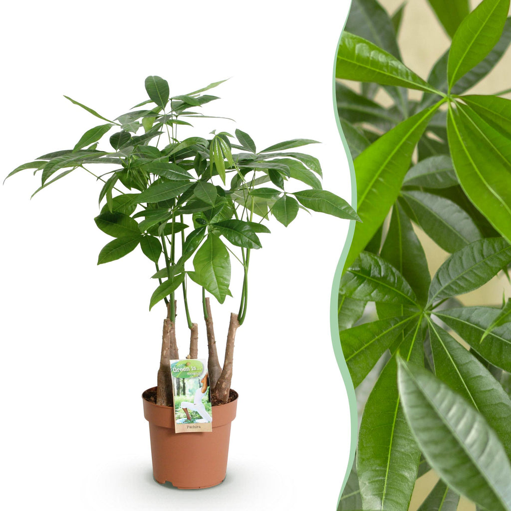 Pachira aquatica multi stam (geldboom) – Ø17 cm, 50–55 cm hoog