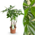 Pachira aquatica multi stam (geldboom) – Ø17 cm, 50–55 cm hoog