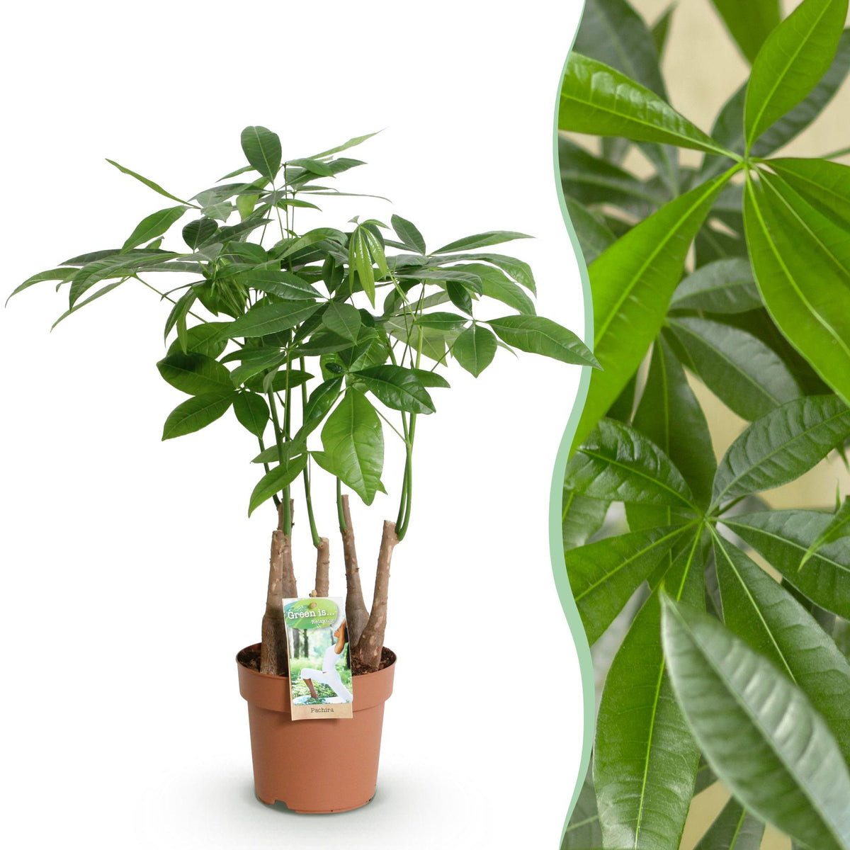 Pachira aquatica multi stam (geldboom) – Ø17 cm, 50–55 cm hoog