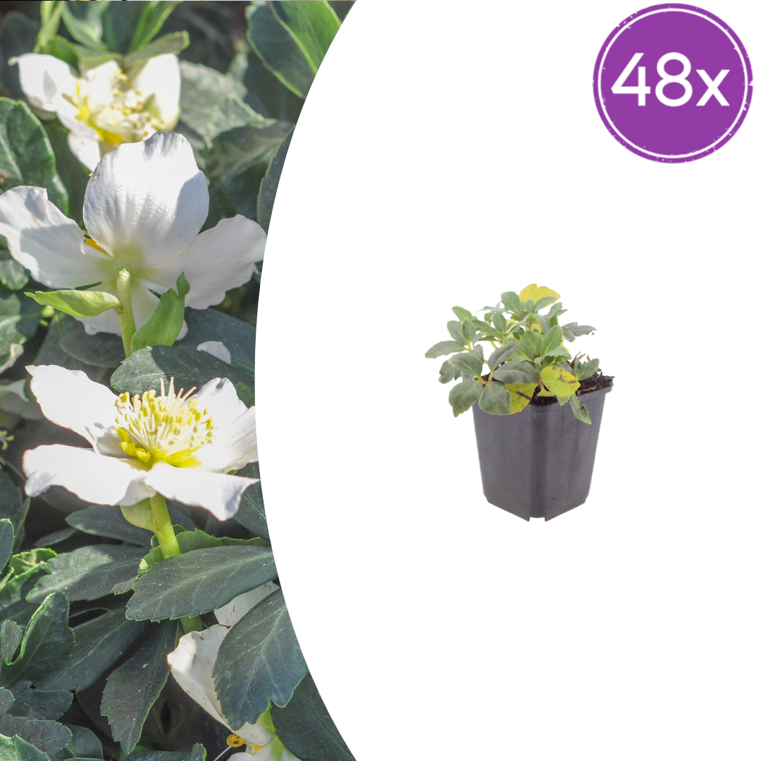 Helleborus orientalis (Christrose) – 48 Pflanzen, Ø9 cm, 10–25 cm hoch