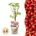 Ribes rubrum 'Jonkheer Van Tets' (bessenstruik) – 6 planten, Ø9 cm, 35 cm hoog