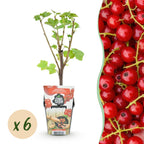 Ribes rubrum 'Jonkheer Van Tets' (bessenstruik) – 6 planten, Ø9 cm, 35 cm hoog
