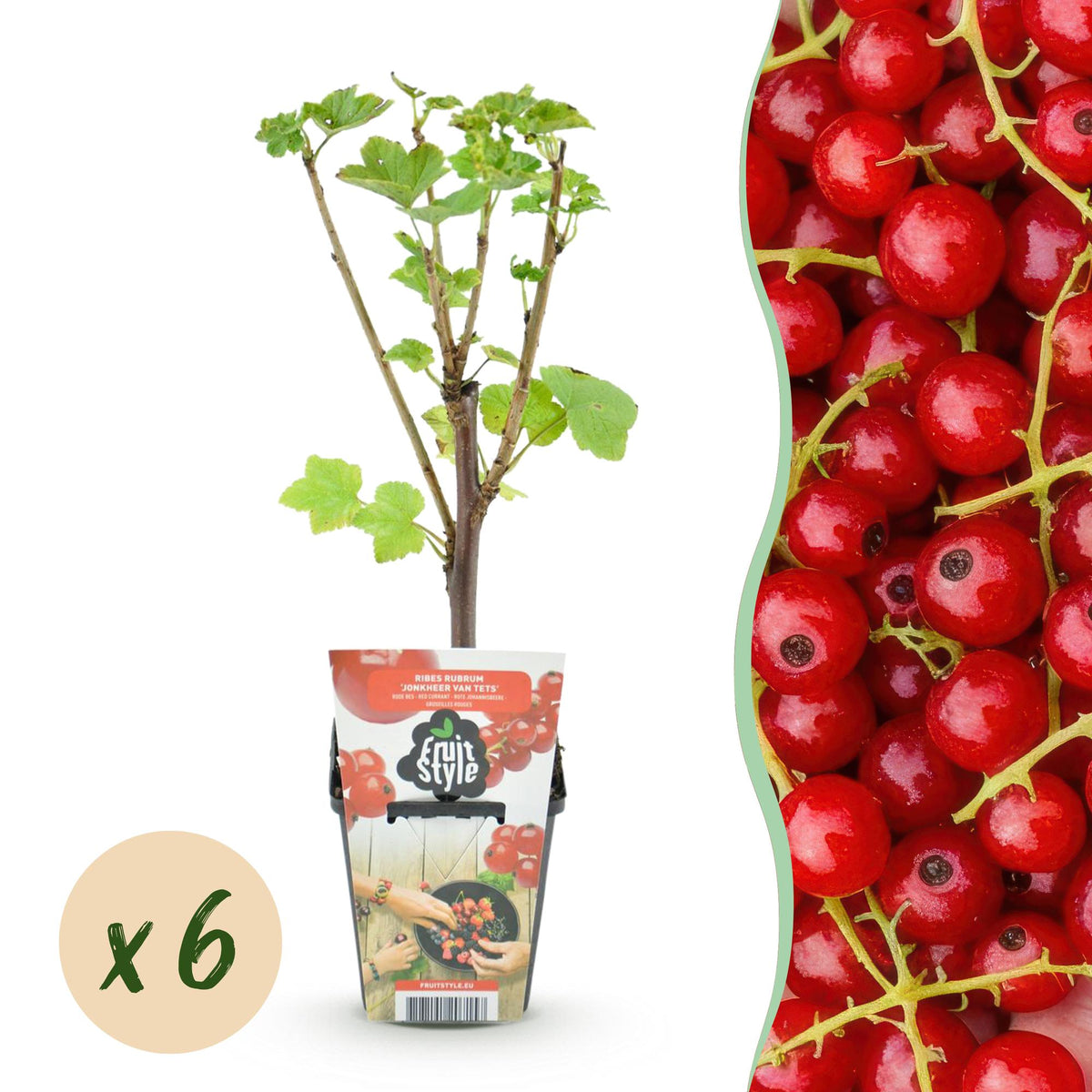 Ribes rubrum 'Jonkheer Van Tets' (bessenstruik) – 6 planten, Ø9 cm, 35 cm hoog