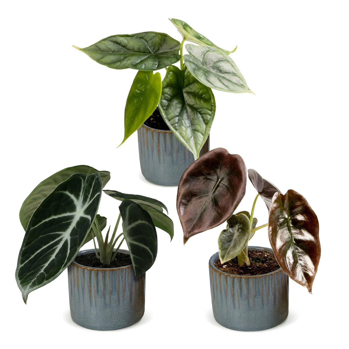3× bébé Alocasia Tricolour (oreille d’éléphant) incl. Linnea Misty Blue – Ø6 cm, 12 cm de haut – photo 2