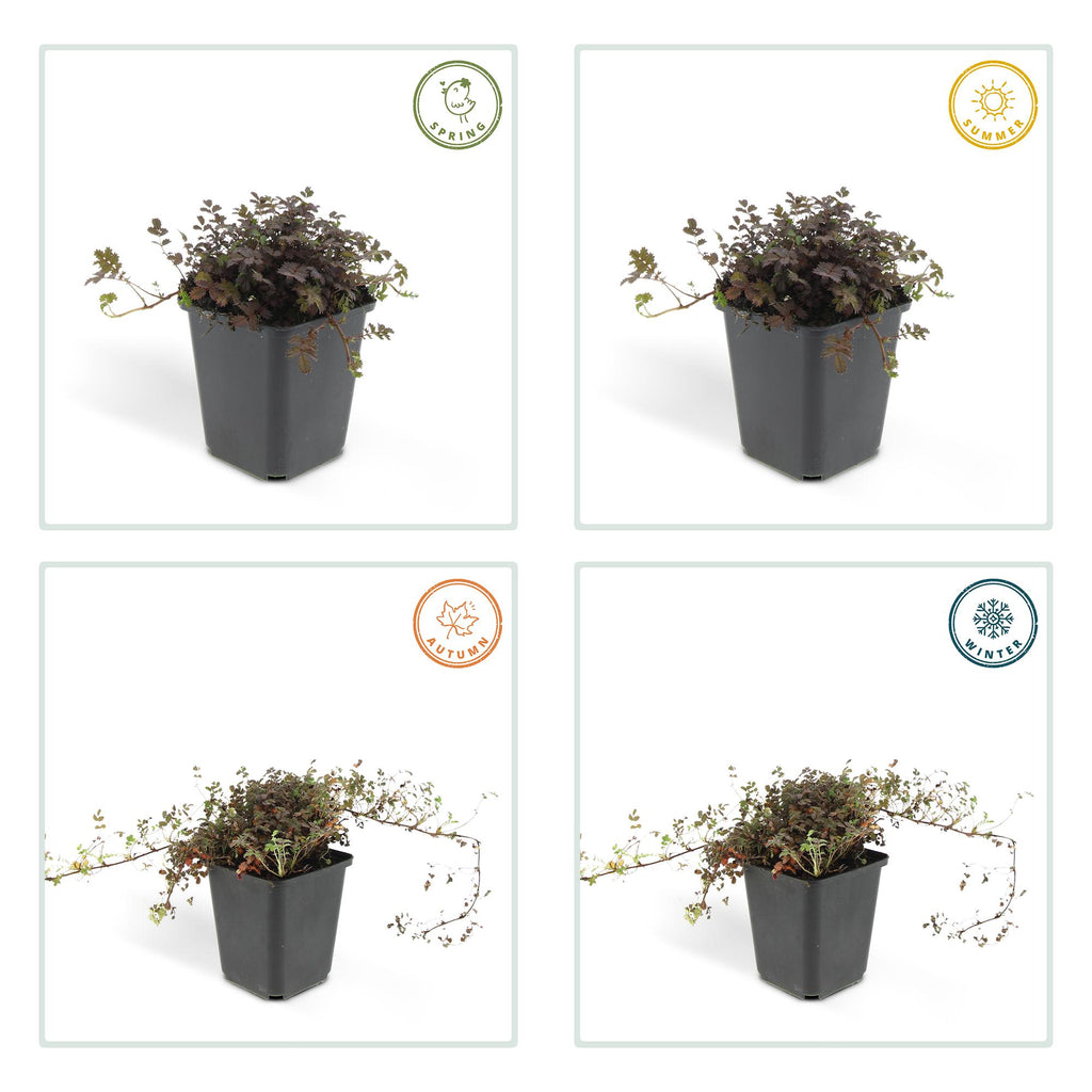 Acaena microphylla 'Kupferteppich' (acaeña) – 6 plantes, Ø9 cm, 10–25 cm de haut – photo 4