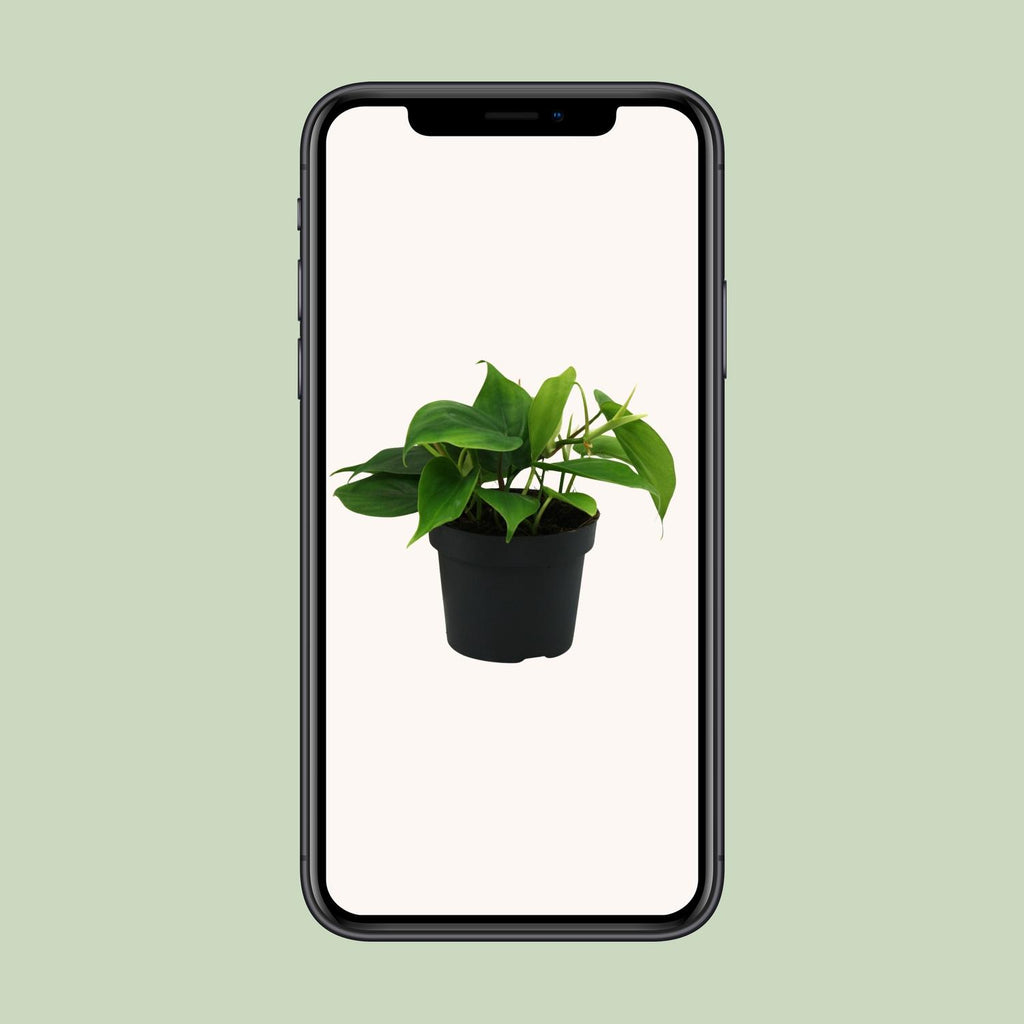 Philodendron scandens – Ø12 cm, 20 cm hoog