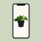 Philodendron scandens – Ø12 cm, 20 cm hoog