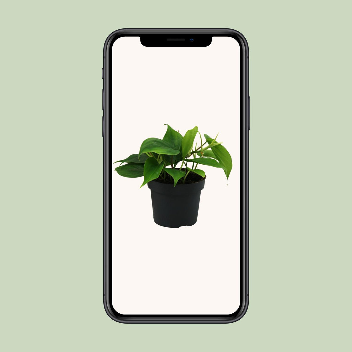 Philodendron scandens – Ø12 cm, 20 cm hoog