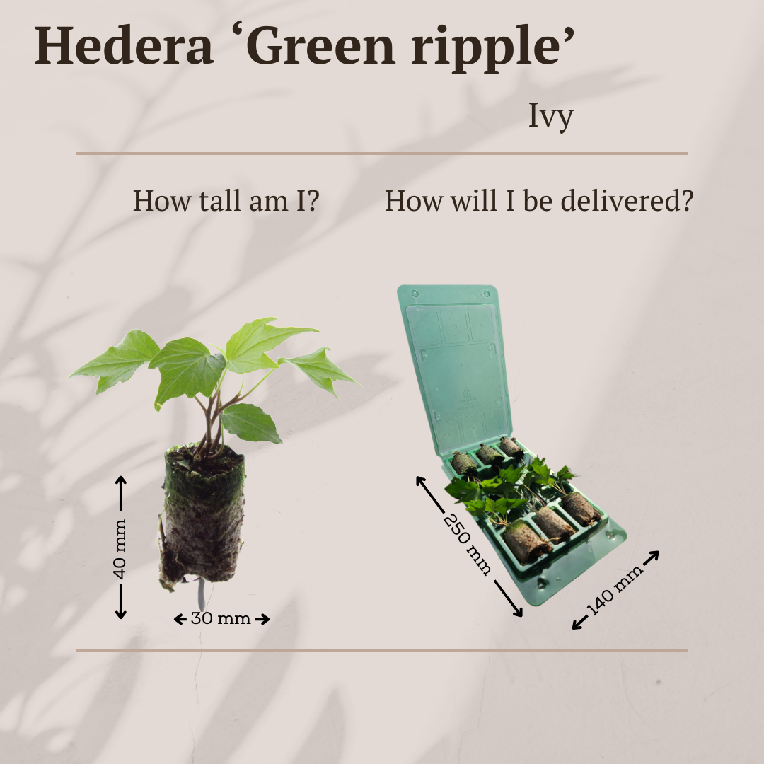 Hedera 'Green Ripple' (klimop) – foto 5
