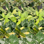 6× jeunes plantes Tropical Mix incl. Linnea Misty Blue – Ø6 cm, 10–15 cm de haut