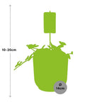 Peperomia ‘Hope’ in ELHO Vibes Fold 14cm roze – 15 cm hoog