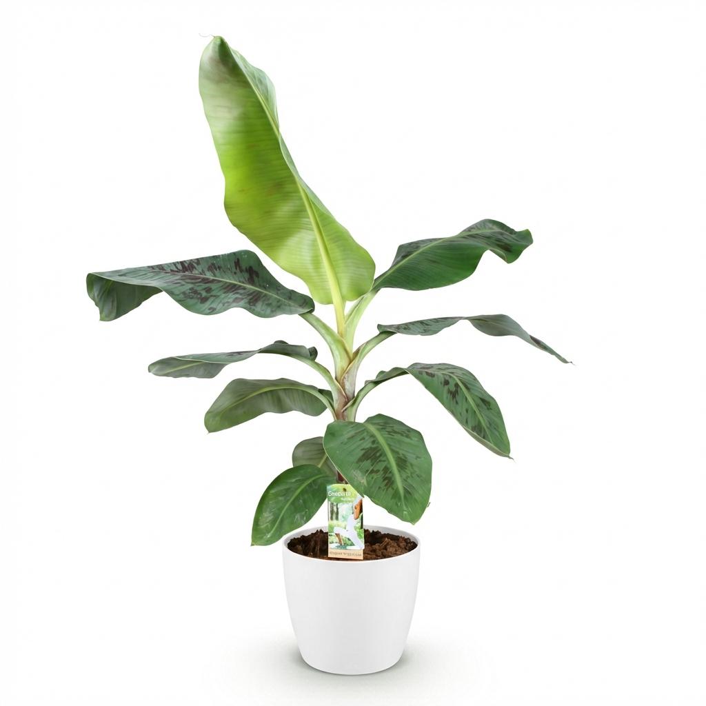 Musa acuminata Dwarf Cavendish (bananier) en pot décoratif Potter blanc – Ø 21 cm, 70–75 cm de haut – photo 2