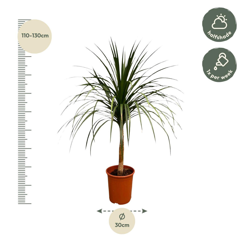 Dracaena Draco (dragebreg) – Ø30 cm, 120 cm høj