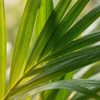 Areca Dypsis Lutescens (goudpalm) – Ø12 cm, 40 cm hoog