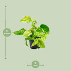 Epipremnum Marble Queen (scindapsus) – Ø15 cm, 25 cm høj