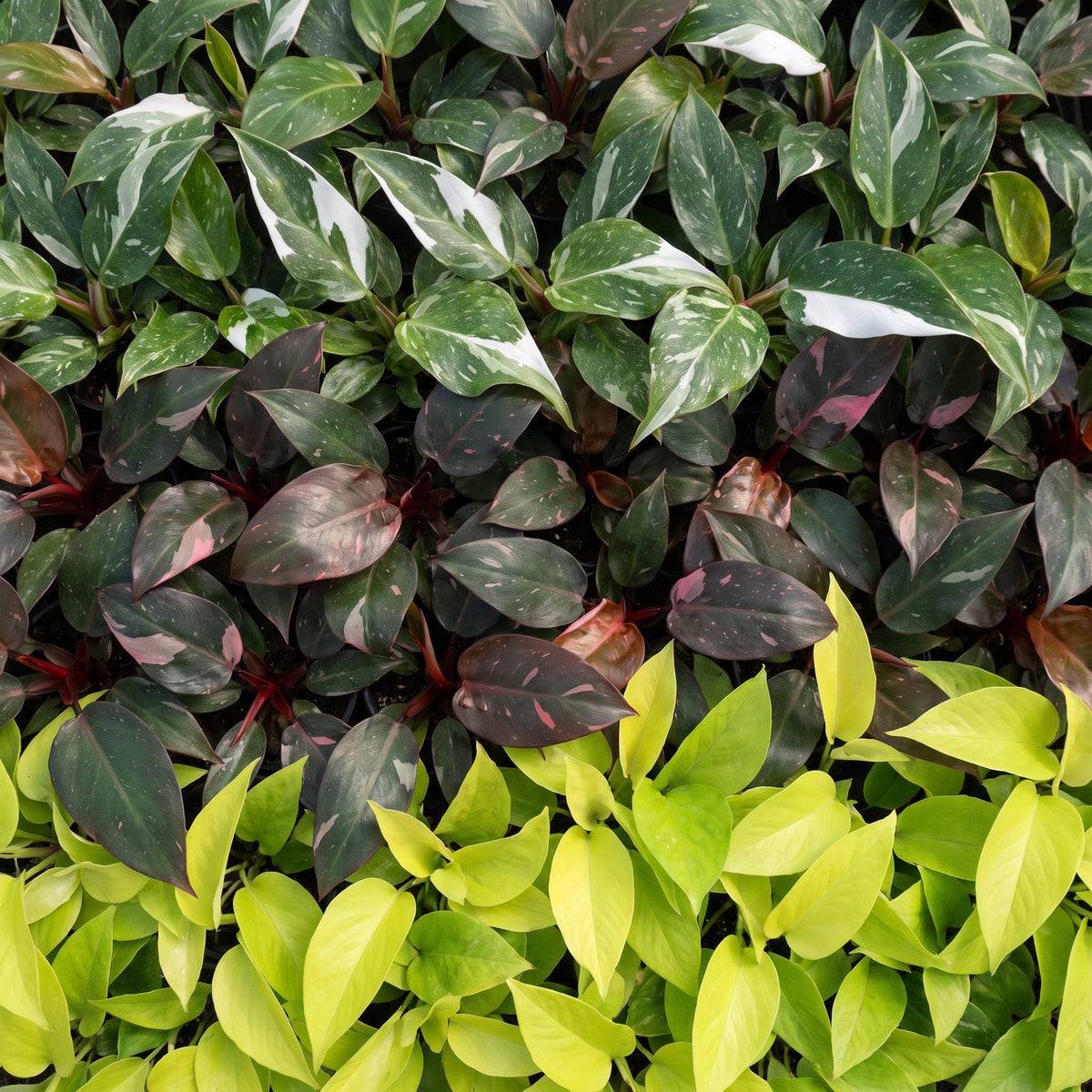 3× Philodendron tricolore bébé incl. Linnea Honey – Ø6 cm, 10–15 cm de haut