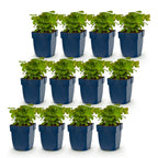 Epimedium perralch. 'Frohnleiten' (polystichum) – jaune – 12 plantes, Ø11 cm, 15–25 cm de haut