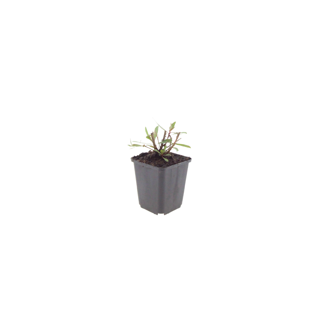 Gaura l. 'Whirling Butterflies' (gaura) – 24 plantes, Ø9 cm, 10–25 cm de haut – photo 2