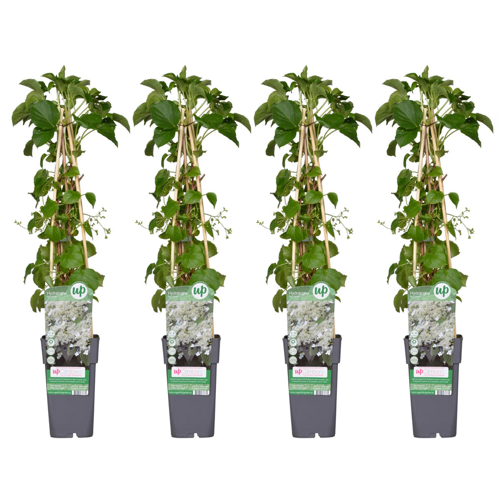 Hydrangea petiolaris (hortensia) – 4 plants, Ø15 cm, 65 cm high