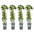 Hydrangea petiolaris (hortensia) – 4 plants, Ø15 cm, 65 cm high