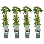 Hydrangea petiolaris (hortensia) – 4 plants, Ø15 cm, 65 cm high