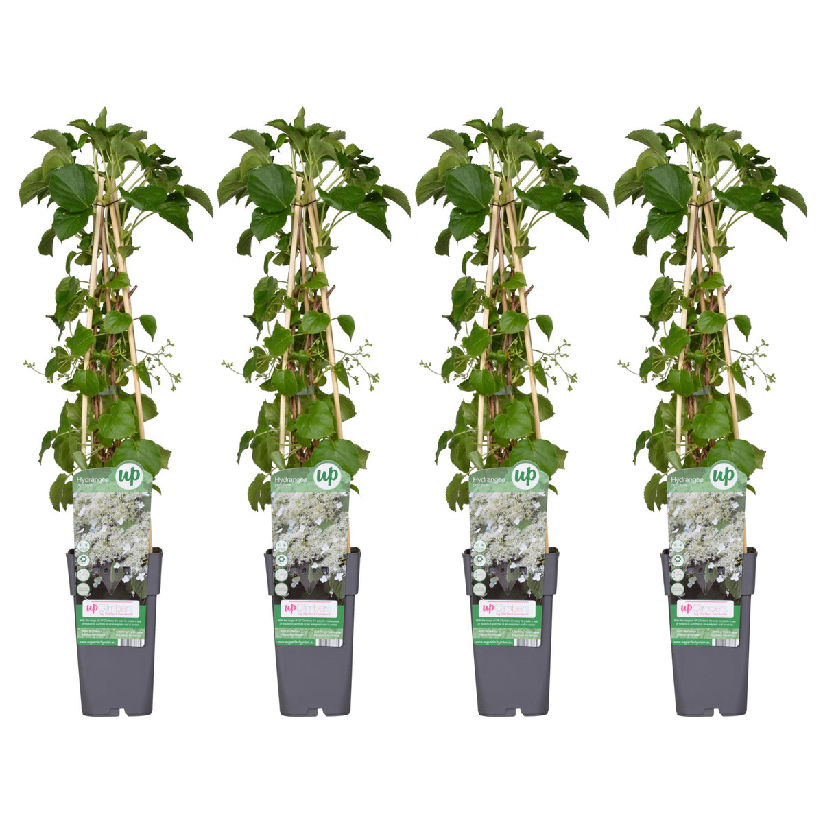 Hydrangea petiolaris (hortensia) – 4 planten, Ø15 cm, 65 cm hoog